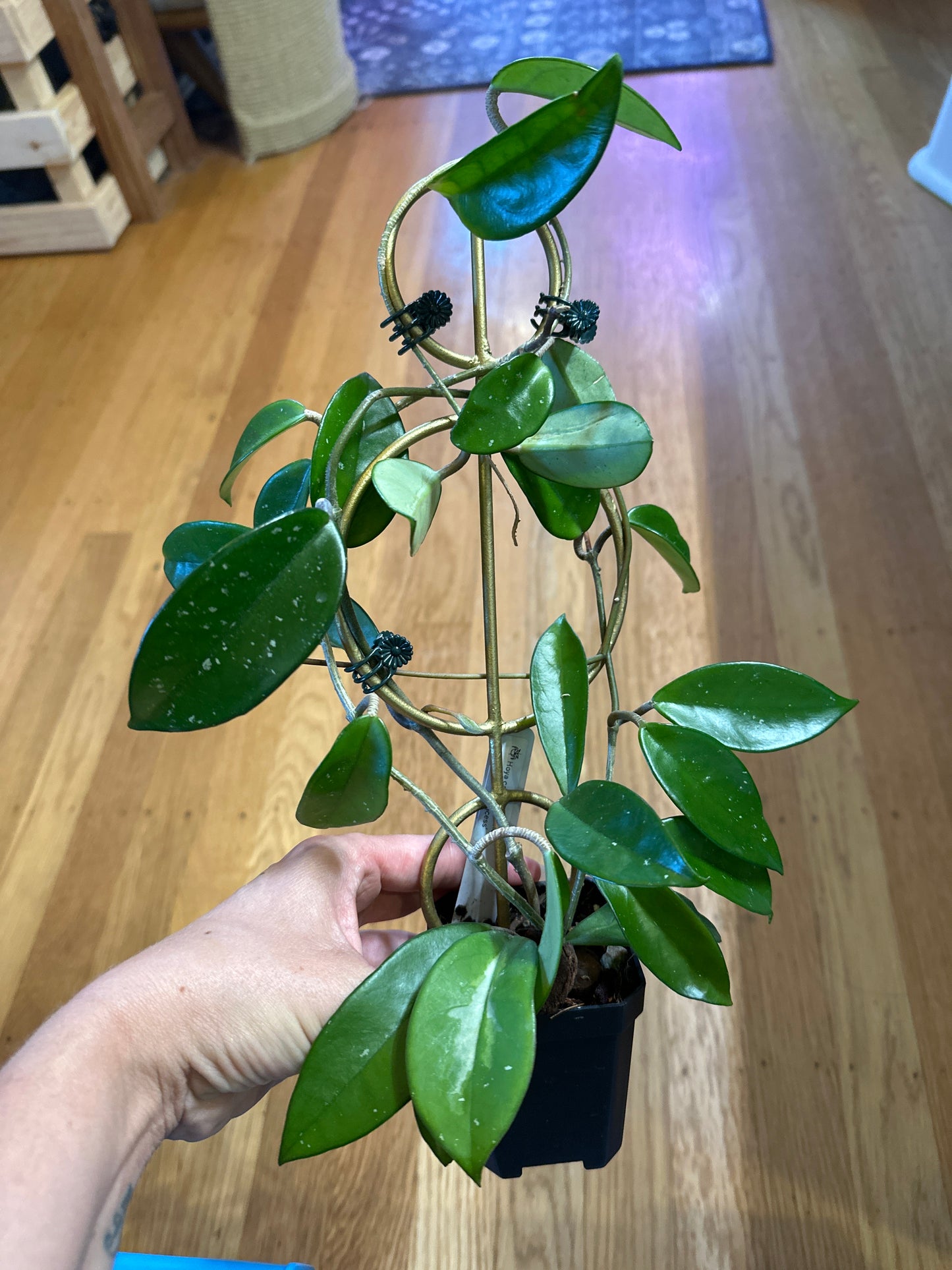 hoya krimson princess