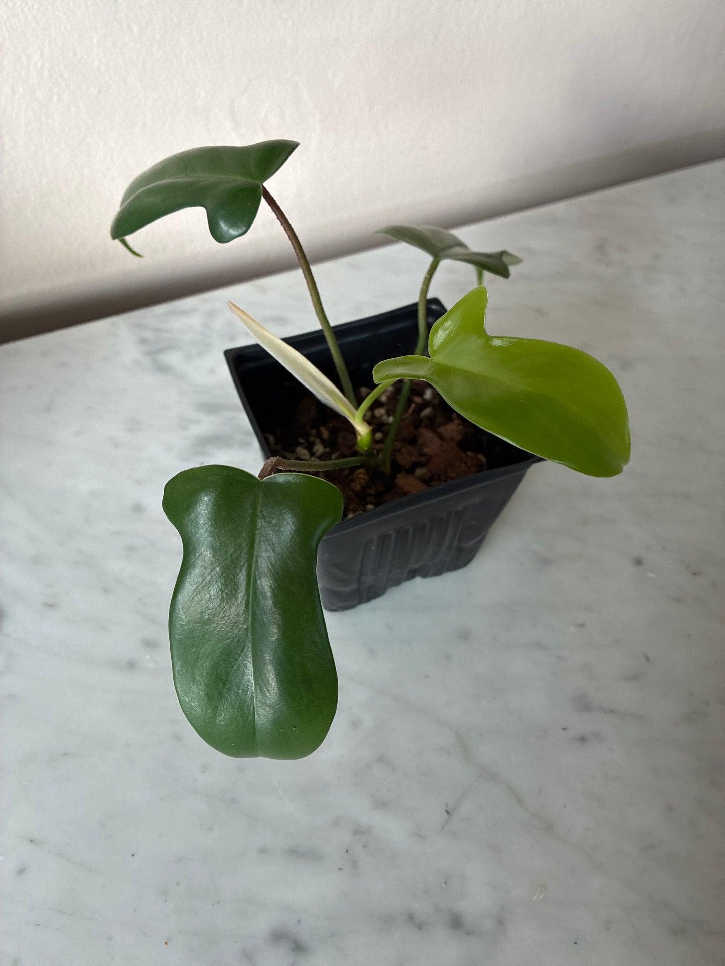 Philodendron Florida Green