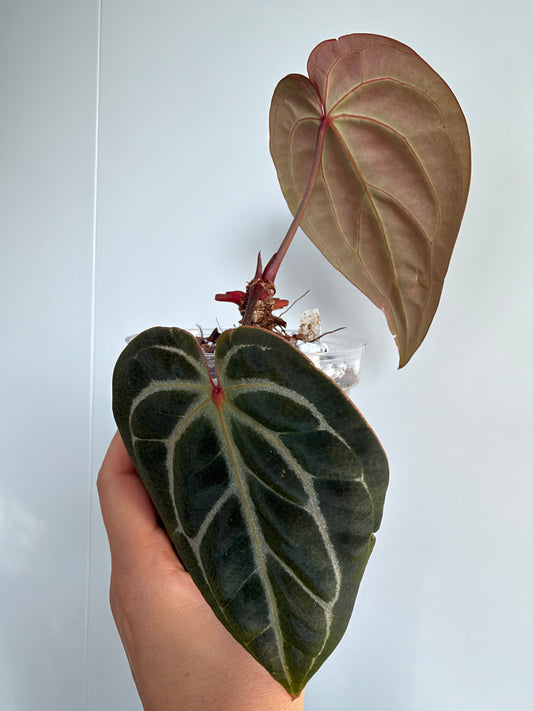 Anthurium Hybrid - A. Chocolate Crystal Wu 1 x besseae aff