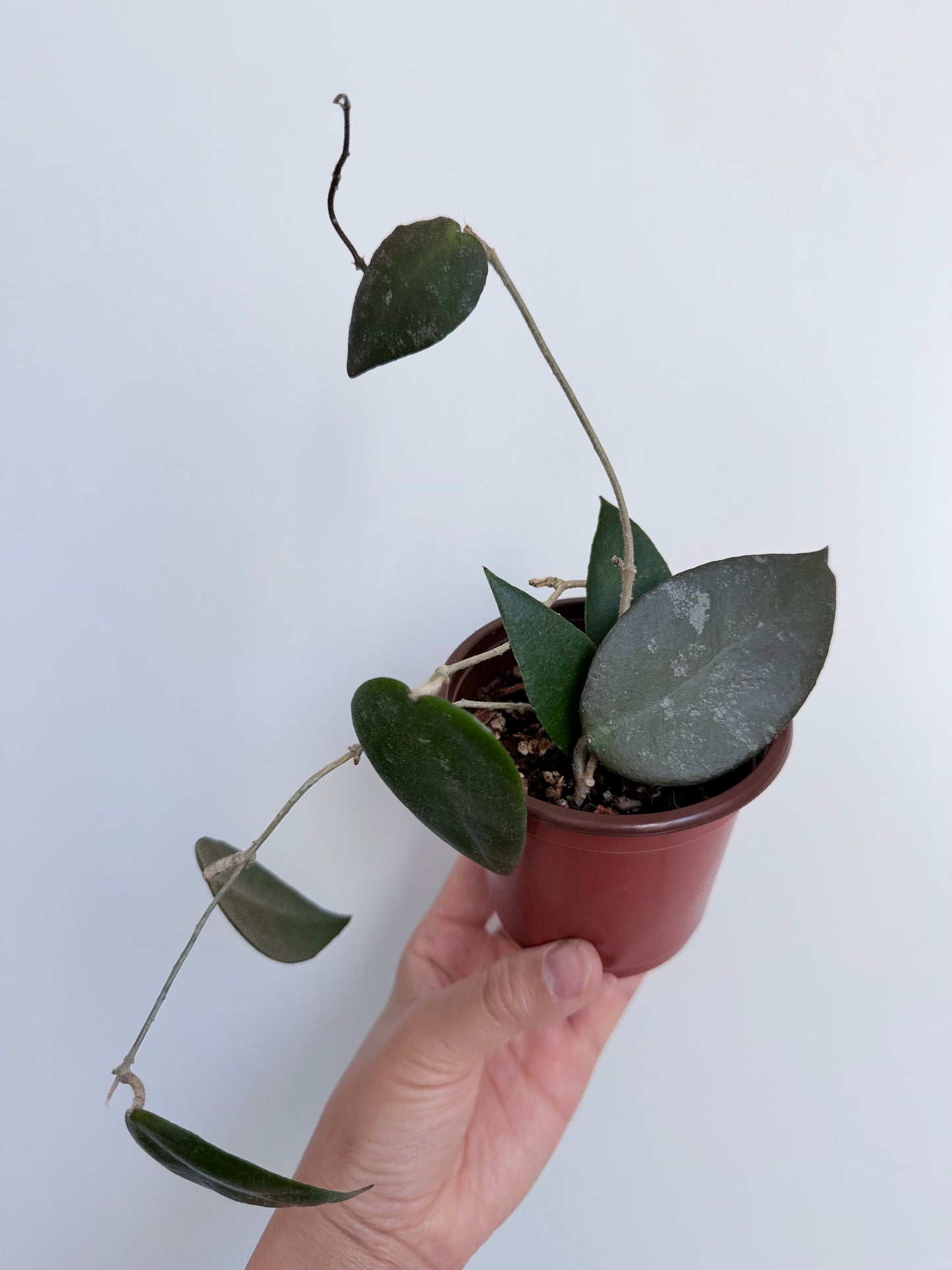 3” Hoya caudata