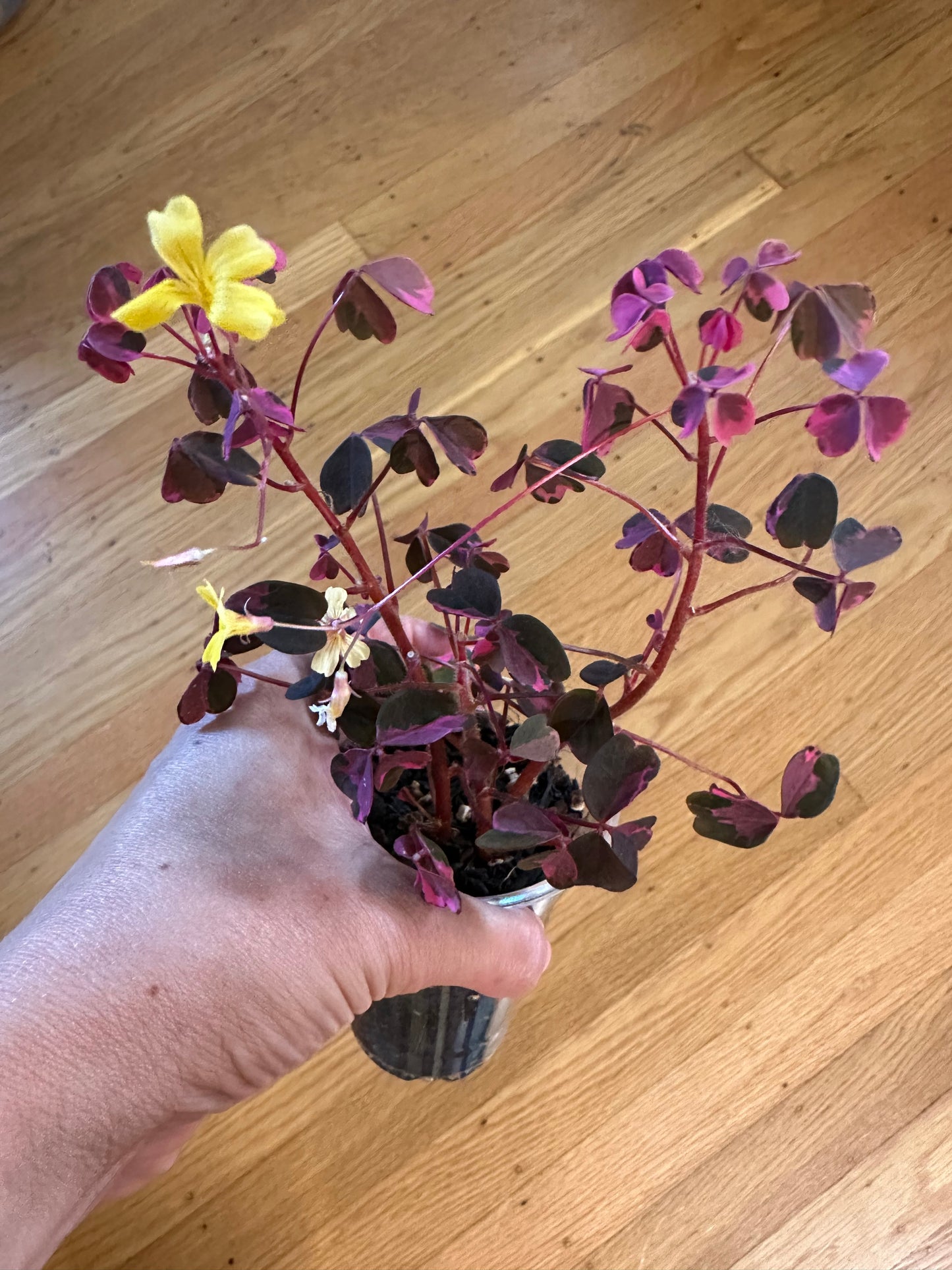 Oxalis bicolor ‘candy cane shamrock’