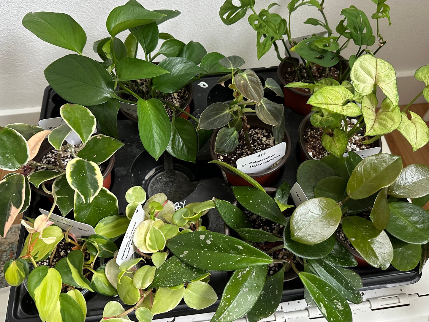 Assorted Plants