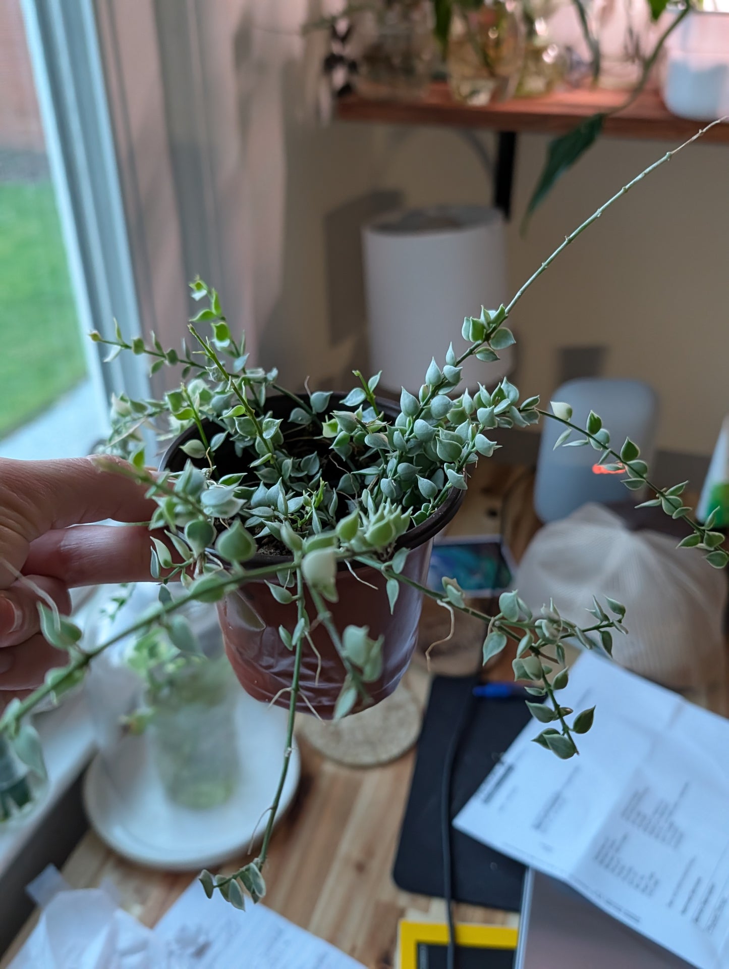 Dischidia