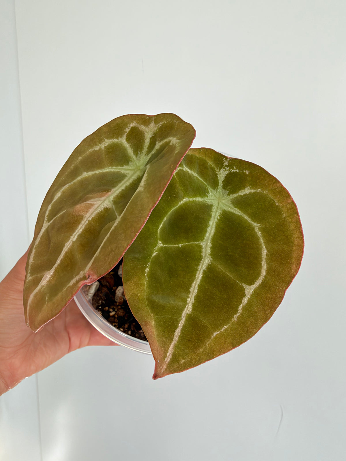 Anthurium Forgetii