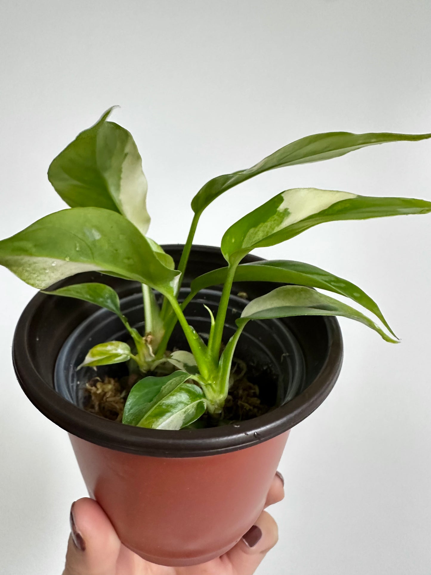 Rhaphidophora tetrasperma albo - 4" pot