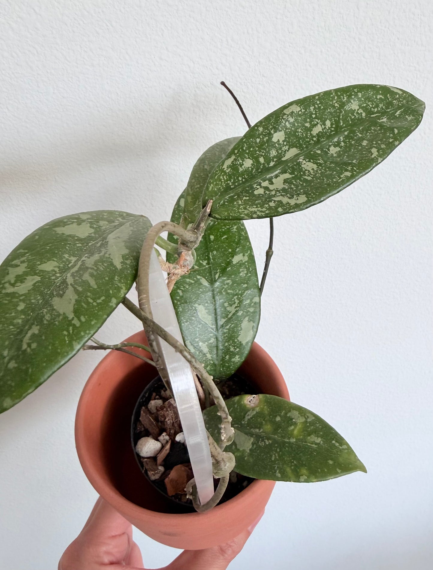 Hoya sp. Lai Chau