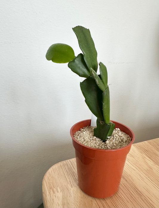 Christmas Cactus (2")