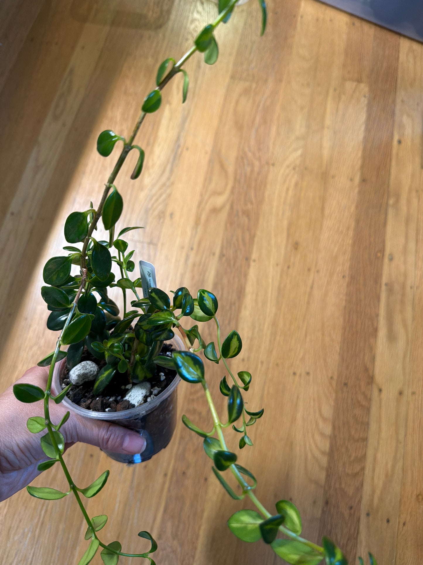 Nematanthus “shady lady variegated” goldfish plant