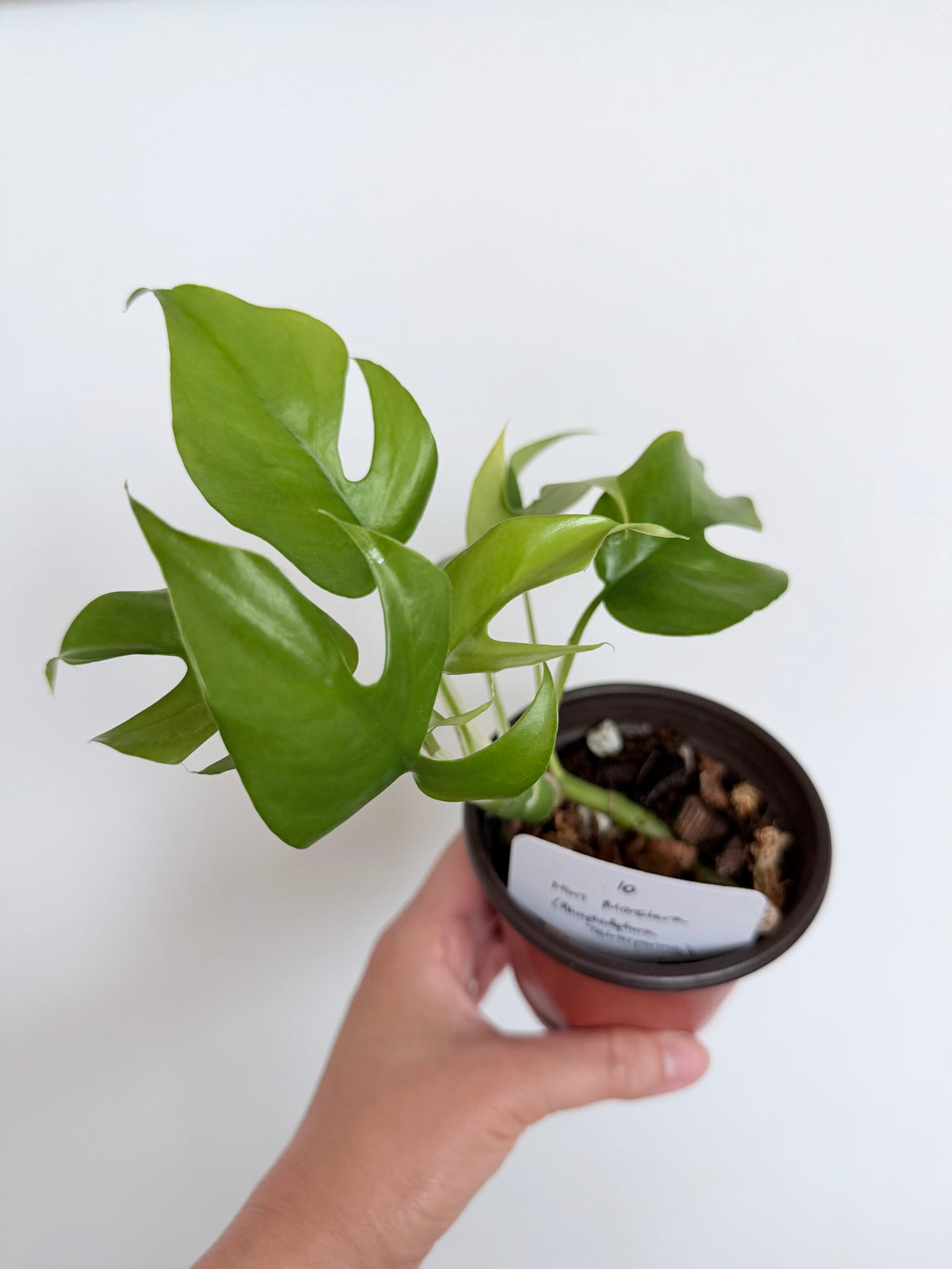 Rhaphidophora Tetrasperma (Mini Monstera)