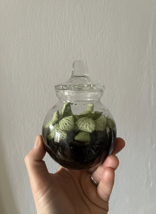Mini Terrarium