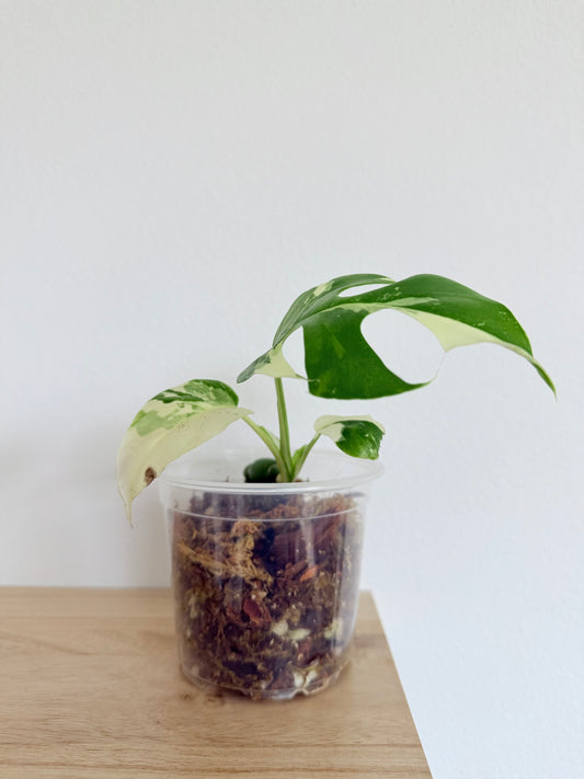 Rhaphidophora Tetrasperma Albo - 4" - Exact Plant!