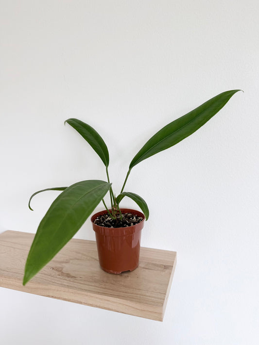 Anthurium sp. nov. “long leaf” (El Choco) - 4”