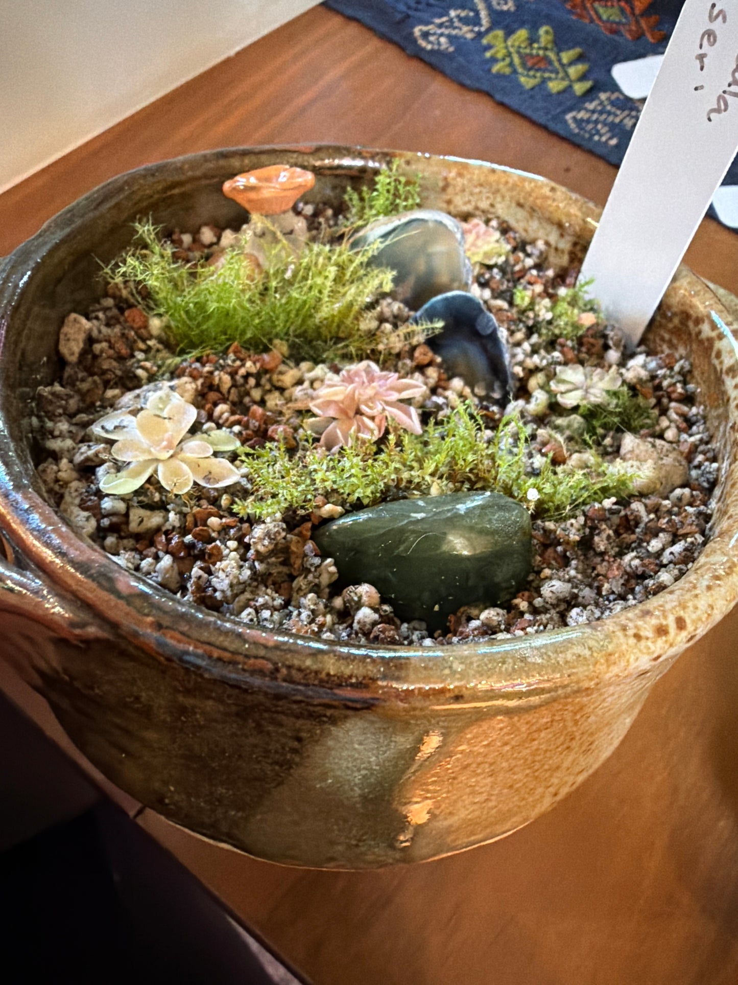 Mini “pingdom” Pinguicula xWeser