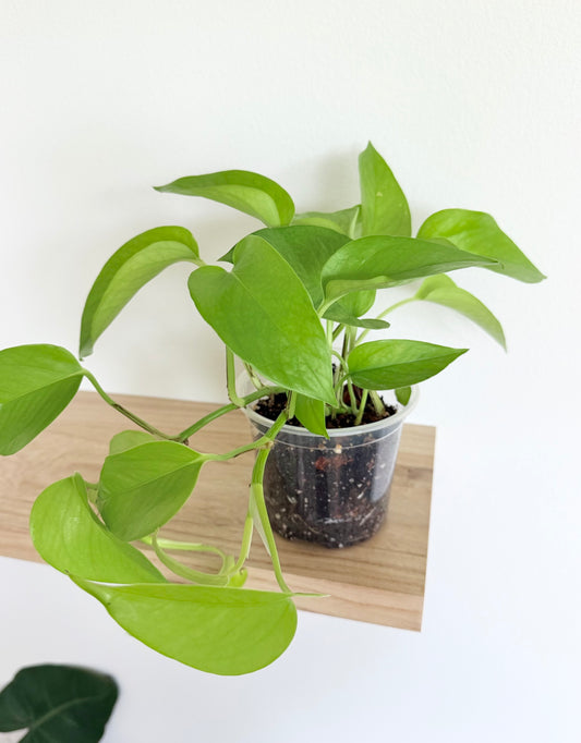 4” Neon Pothos (Epipremnum aureum)