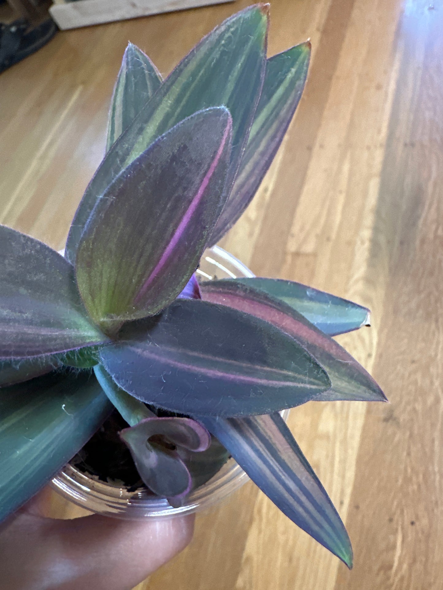 Tradescantia pallida 'variegata'