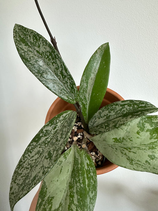 Hoya Pubicalyx Pink Silver Ghost Splash