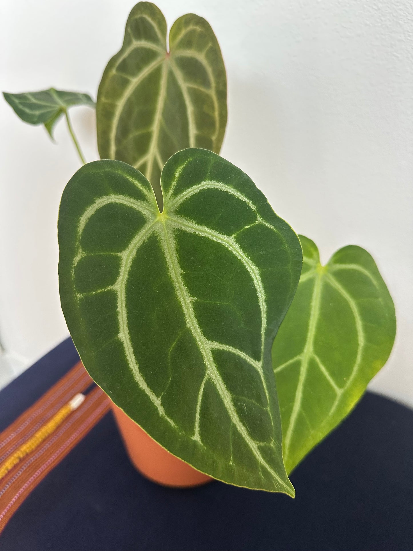 Anthurium Caycee x SKG Grey