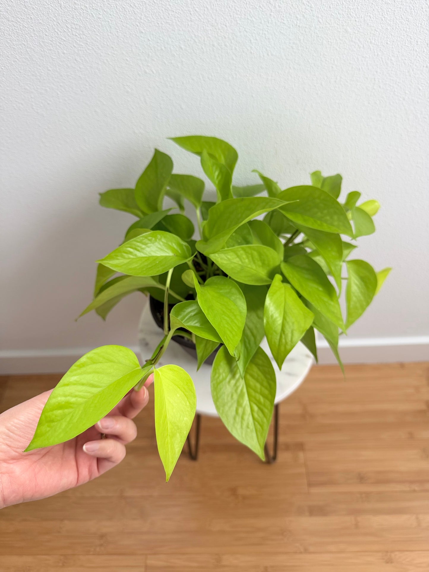 4” Neon Pothos (Epipremnum aureum)