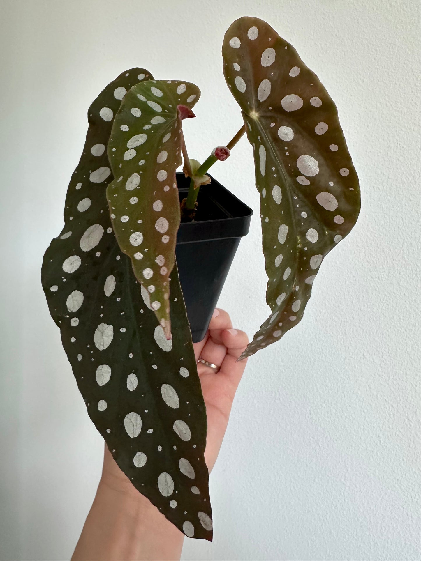 4" Begonia Maculata (Polka Dot Begonia)