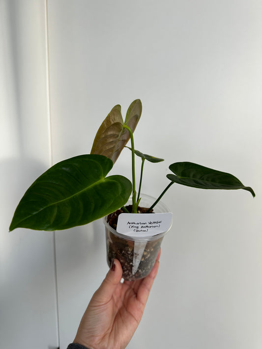 Anthurium veitchii (King Anthurium) - 4”