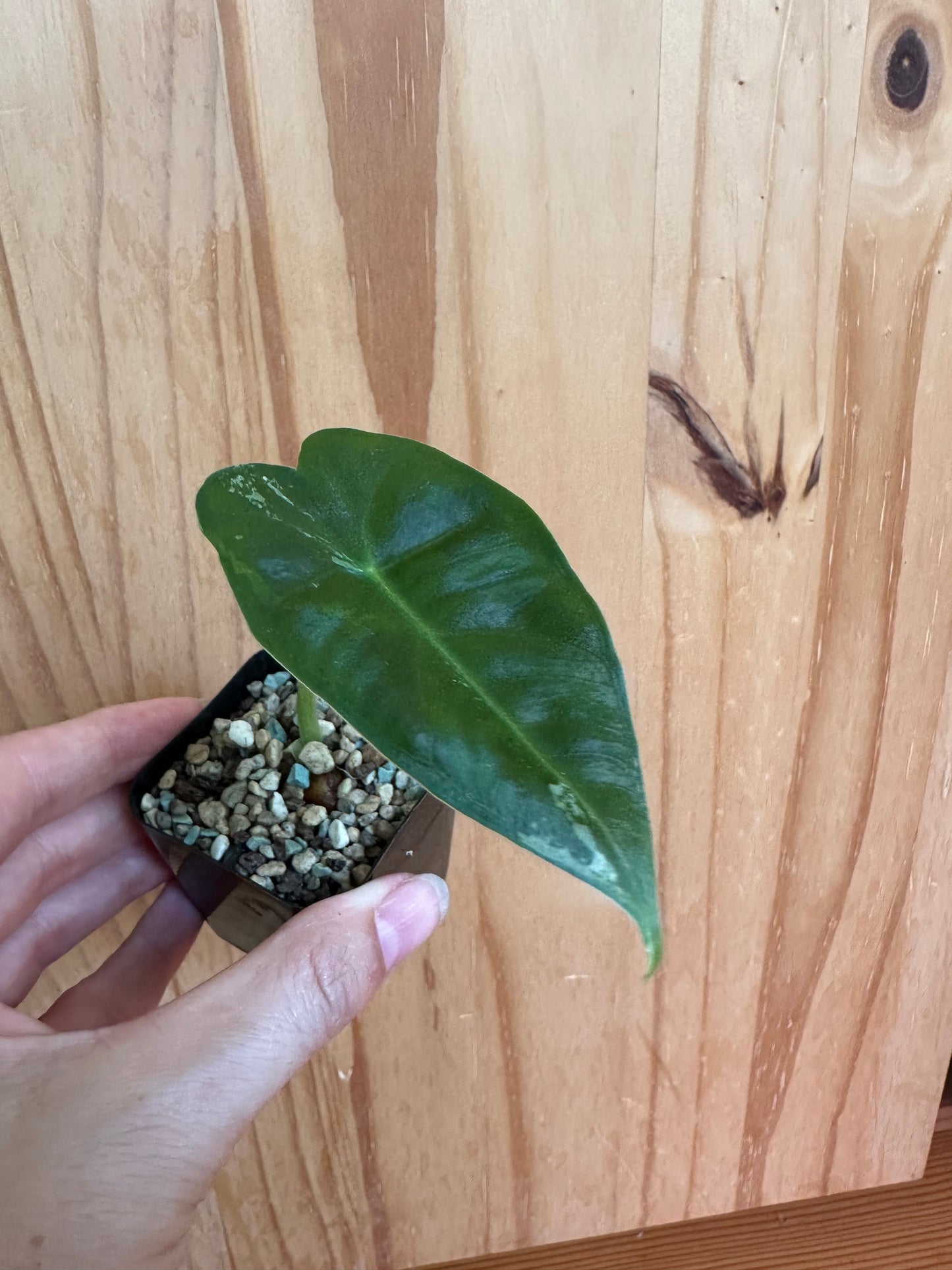alocasia frydek variegated