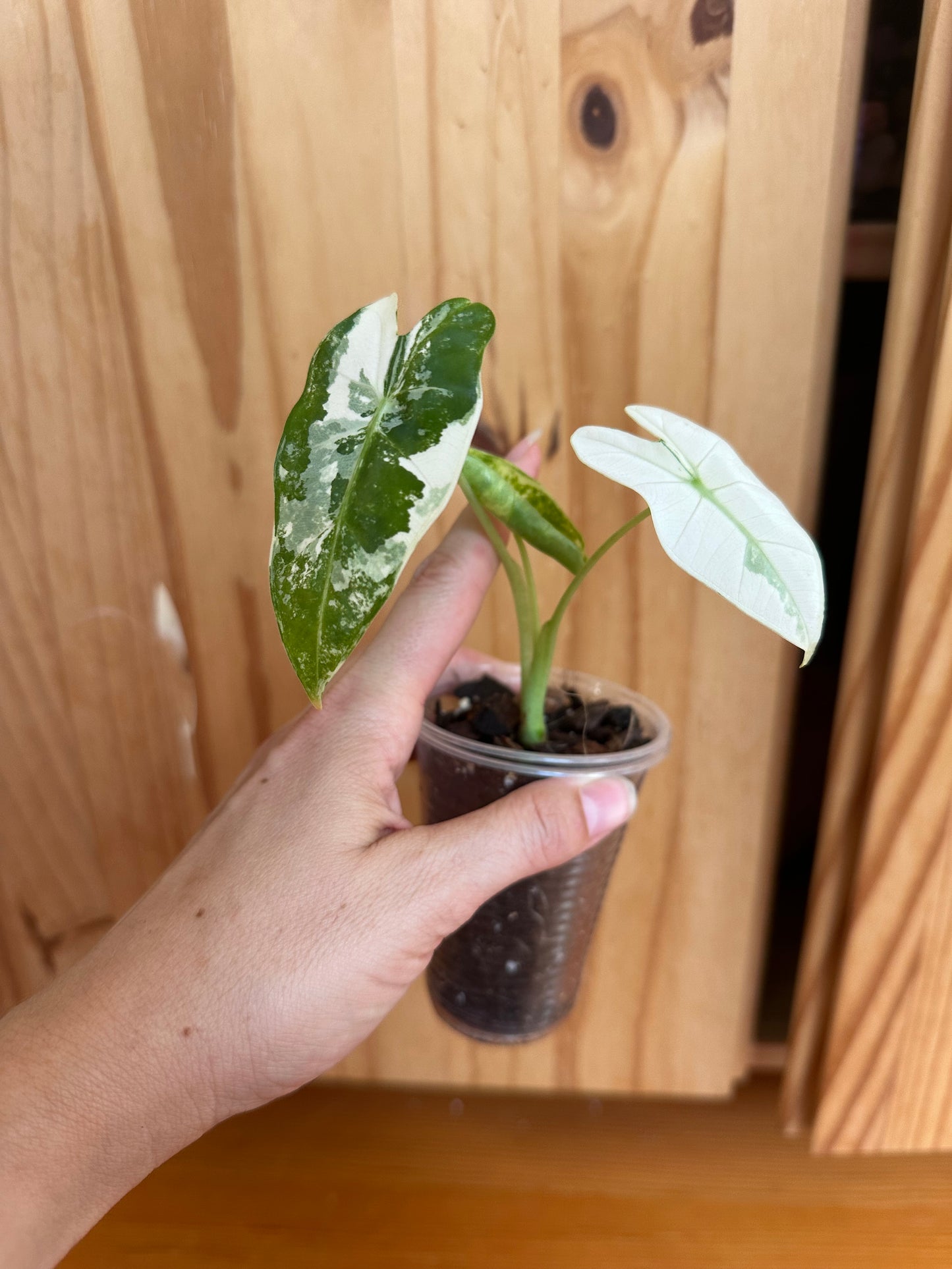 alocasia frydek variegated