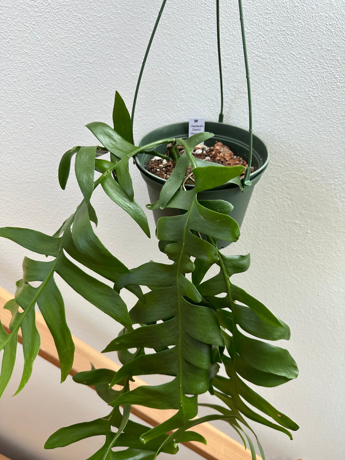 Shark Tooth Cactus (Selenicereus Chrysocardium) - 6” Hanging Basket