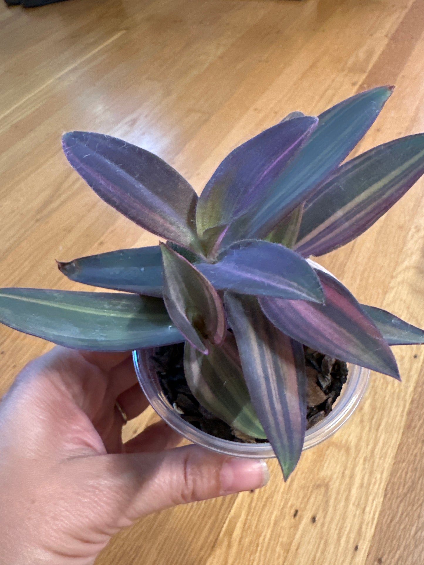 Tradescantia pallida 'variegata'
