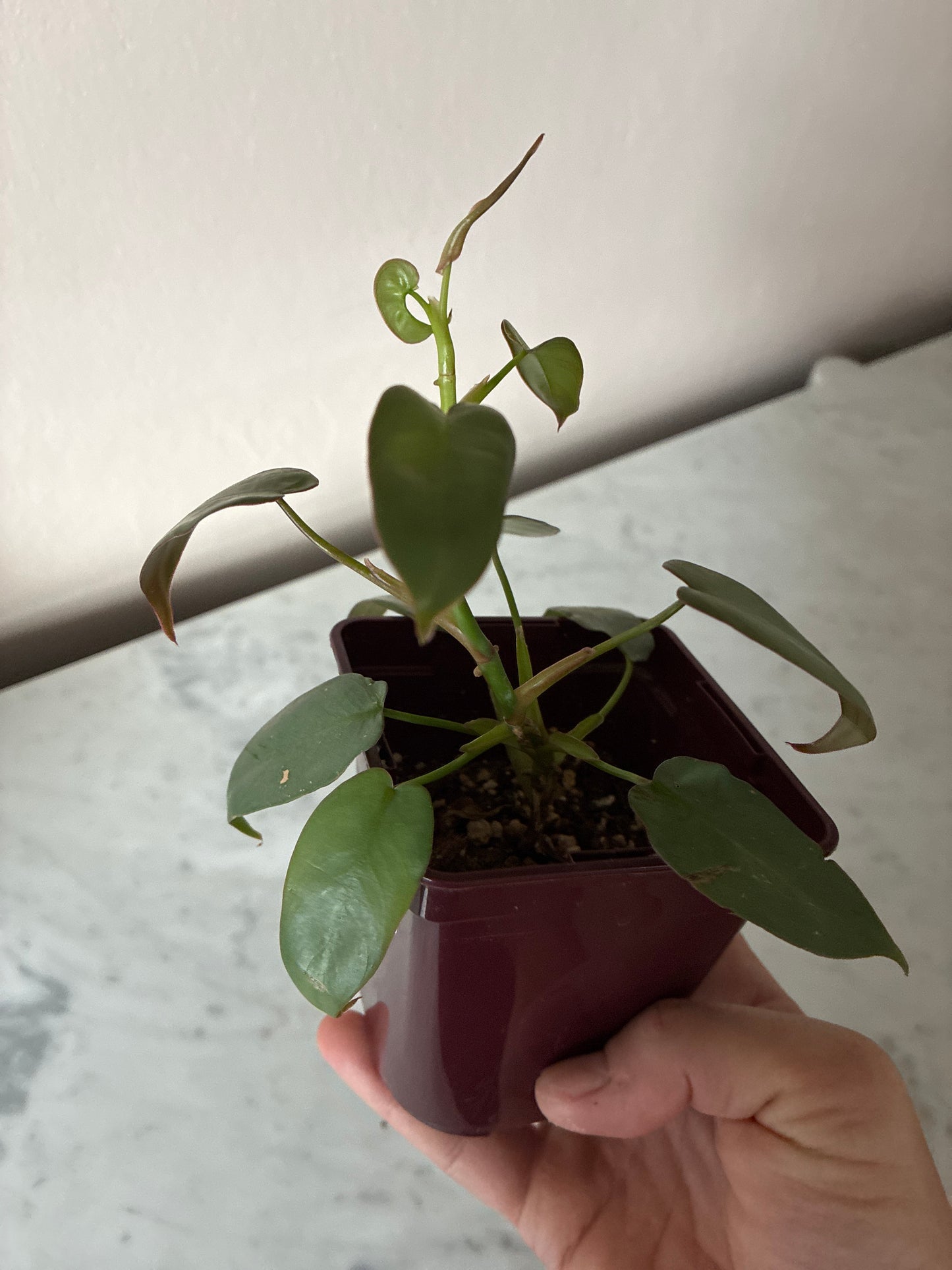 Philodendron Atabapoense
