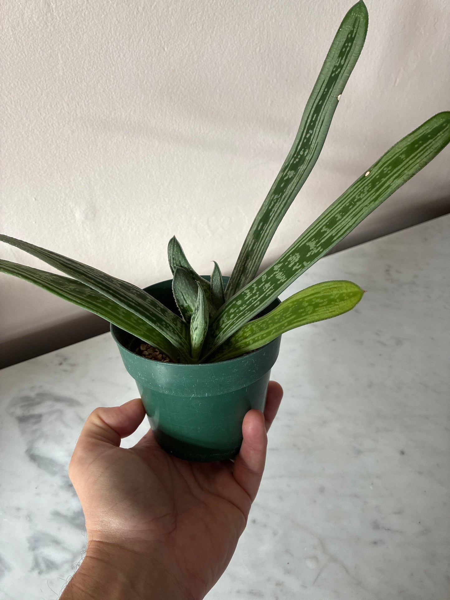 Gasteria Little Warty