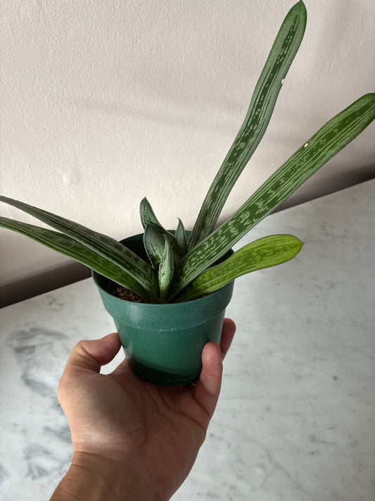 Gasteria Little Warty