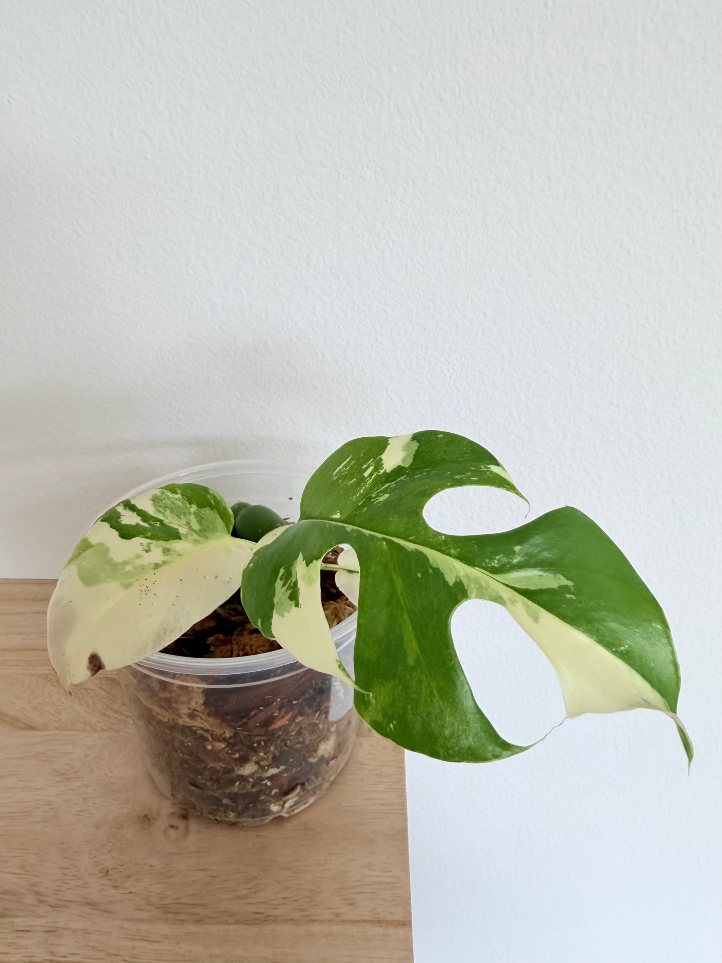 Rhaphidophora Tetrasperma Albo - 4" - Exact Plant!