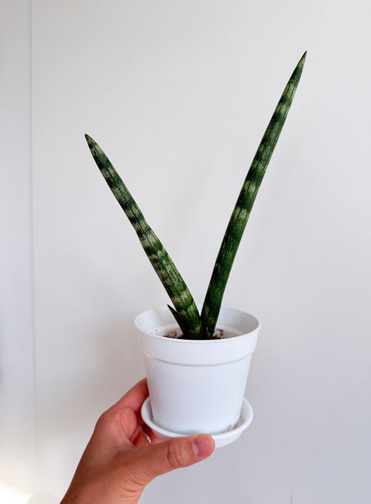 Sansevieria cylindrica 'Boncel' (Starfish Snake Plant)
