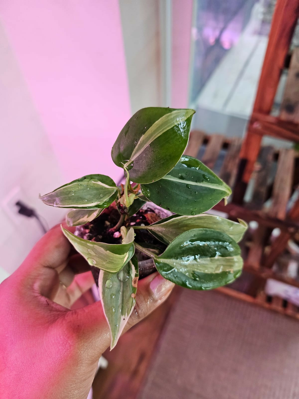 rio plant philodendron Philodendron Rio – plantbaby