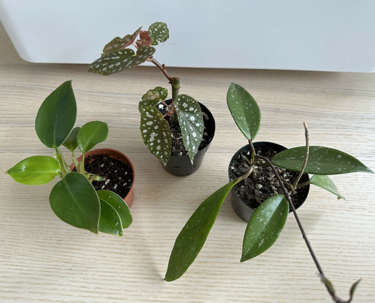 Emotional Support Plant Babies (2in Assorted)