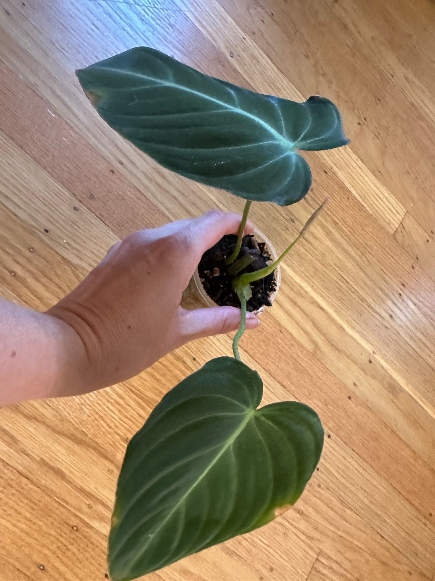 Philodendron 'Glorious'