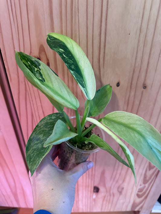 Philodendron Jose Buono fiesta