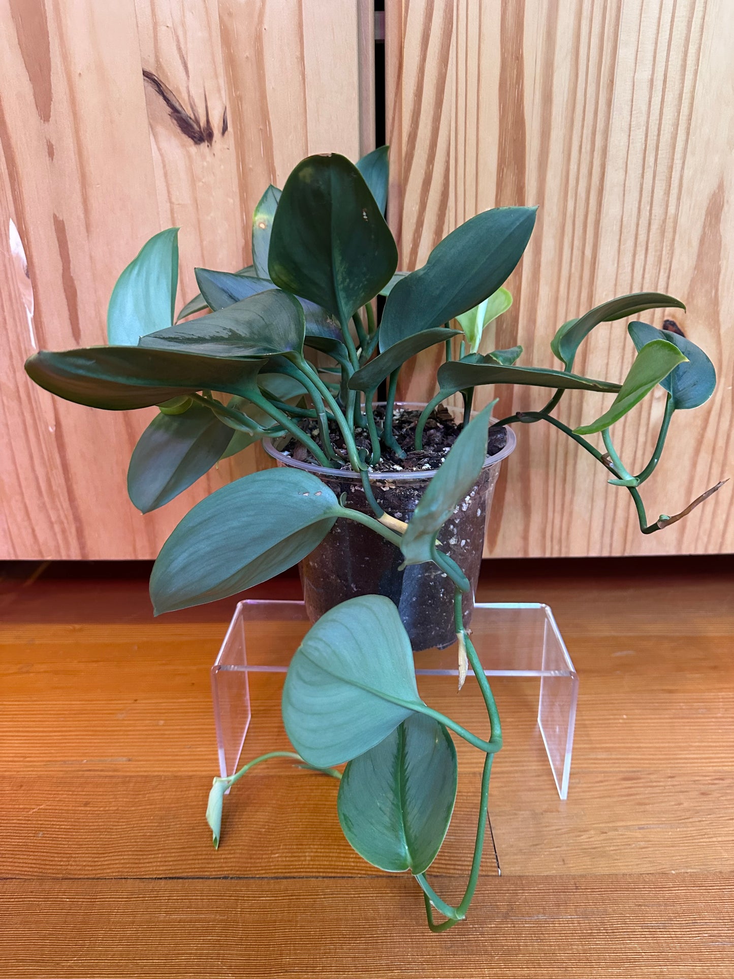 Scindapsus Treubii Moonlight