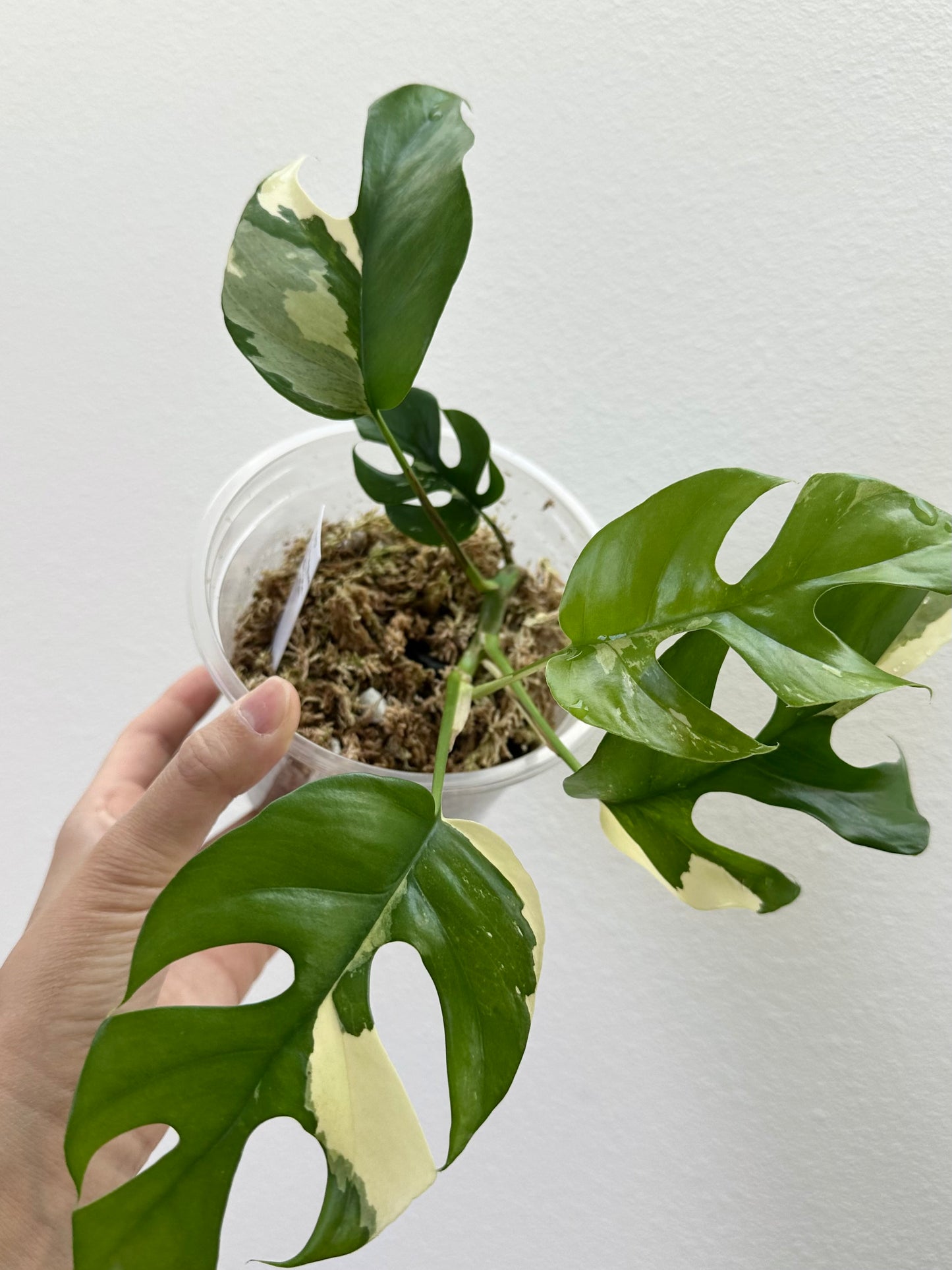 Rhaphidophora tetrasperma albo - 6"