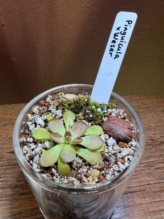 Mini “pingdom” Pinguicula xWeser