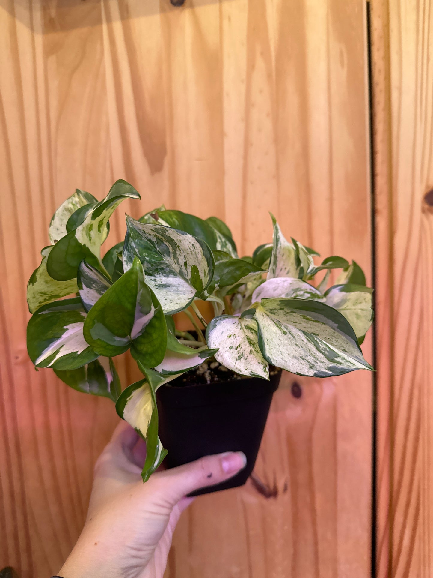 Epipremnum aureum 'Manjula' pothos