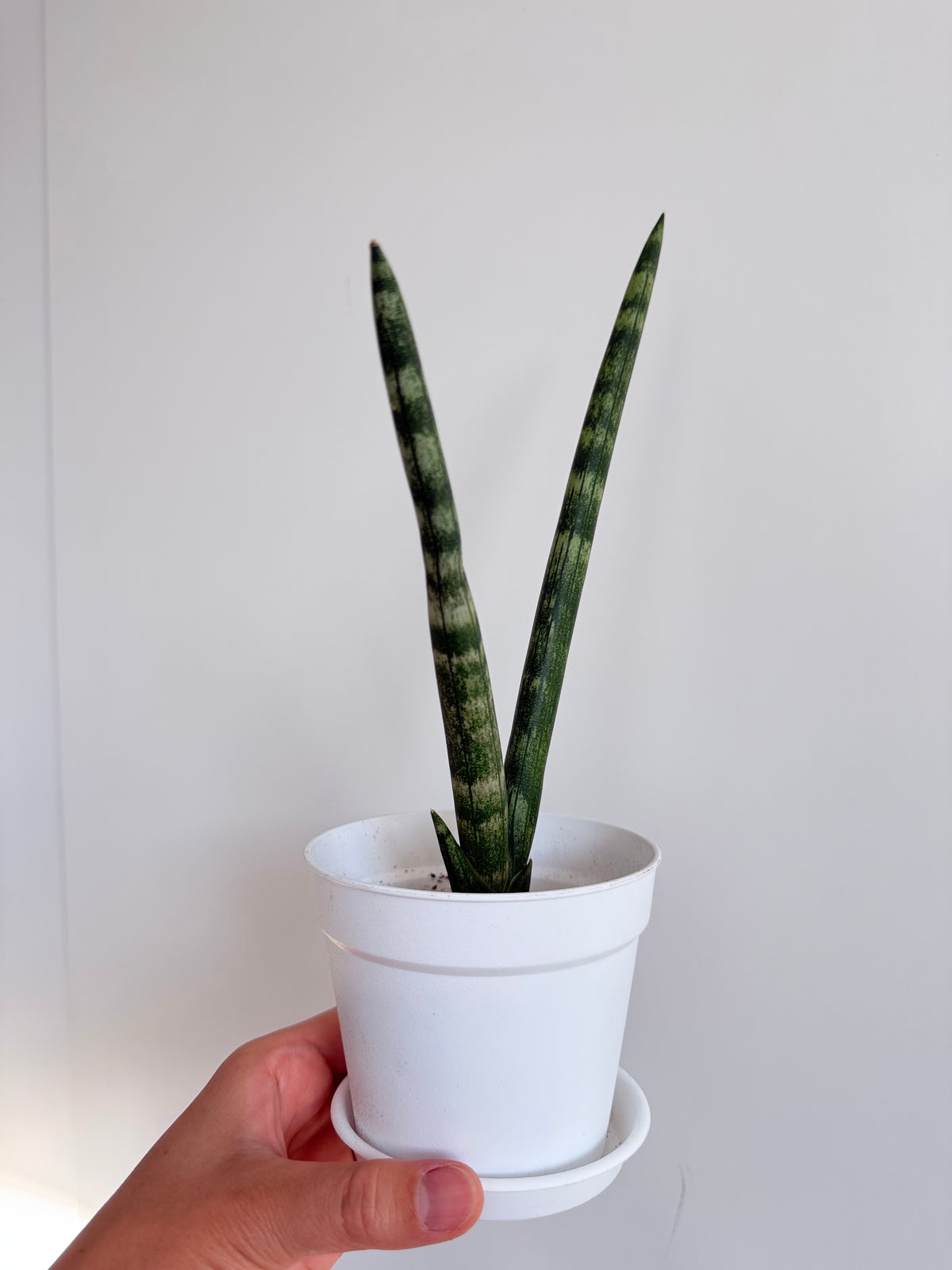 Sansevieria cylindrica 'Boncel' (Starfish Snake Plant)