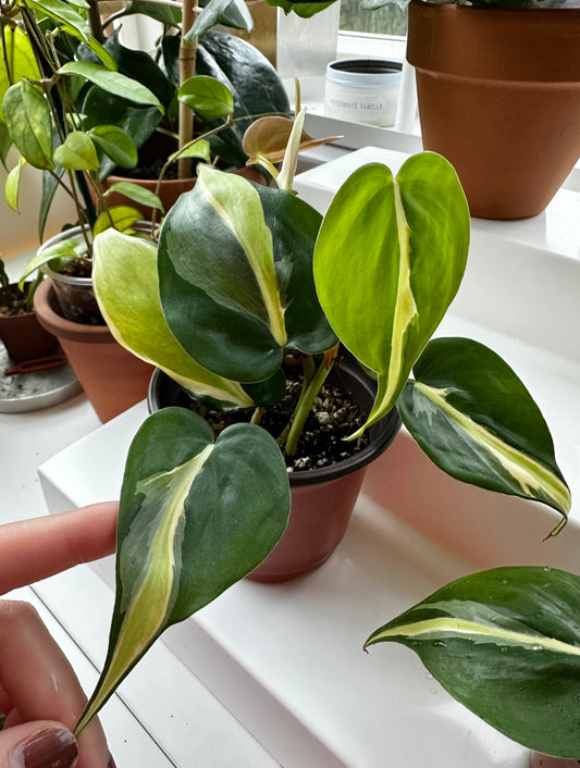 Philodendron Silver Stripe