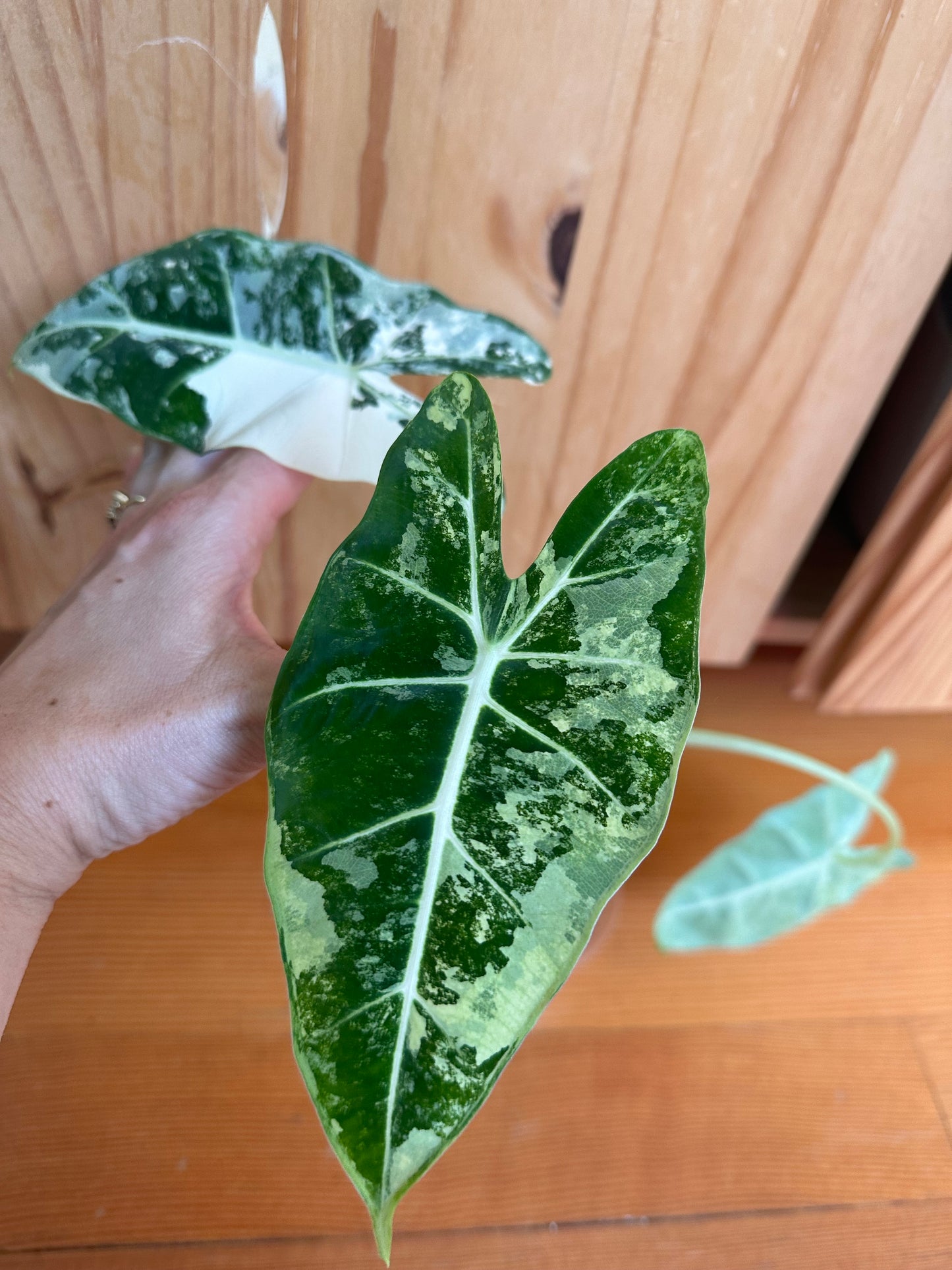 alocasia frydek variegated