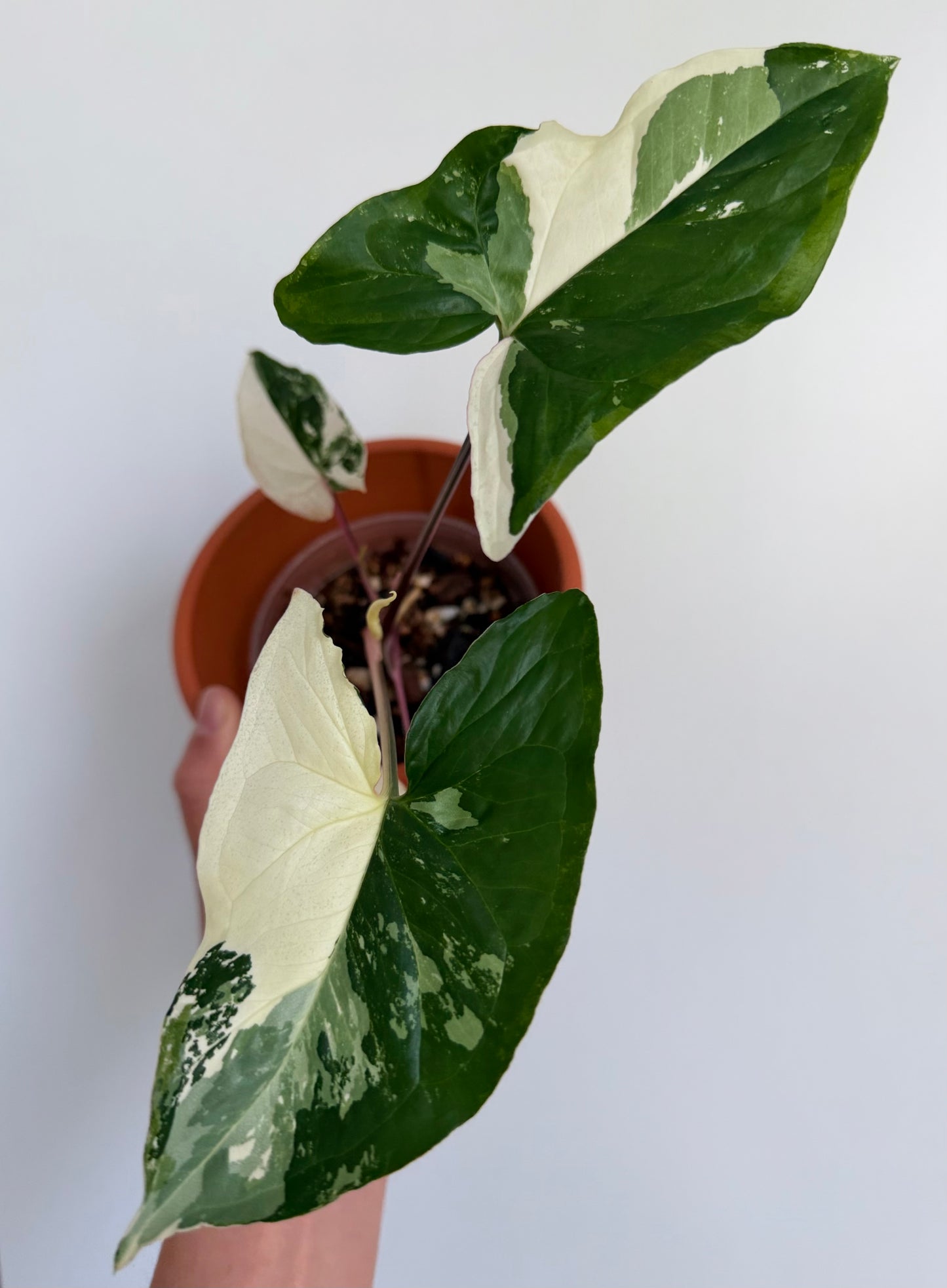 4" Albo Variegated Syngonium podophyllum