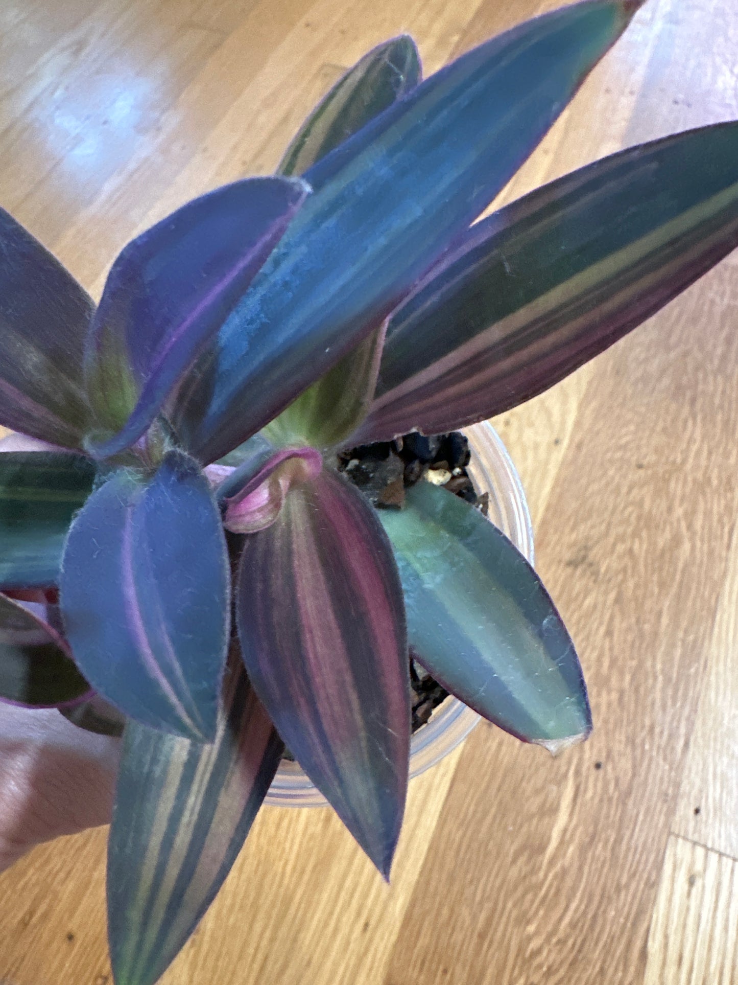 Tradescantia pallida 'variegata'