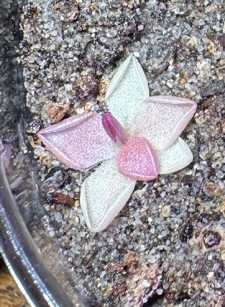 Pinguicula Estrellita Babies butterwort; carnivorous plants