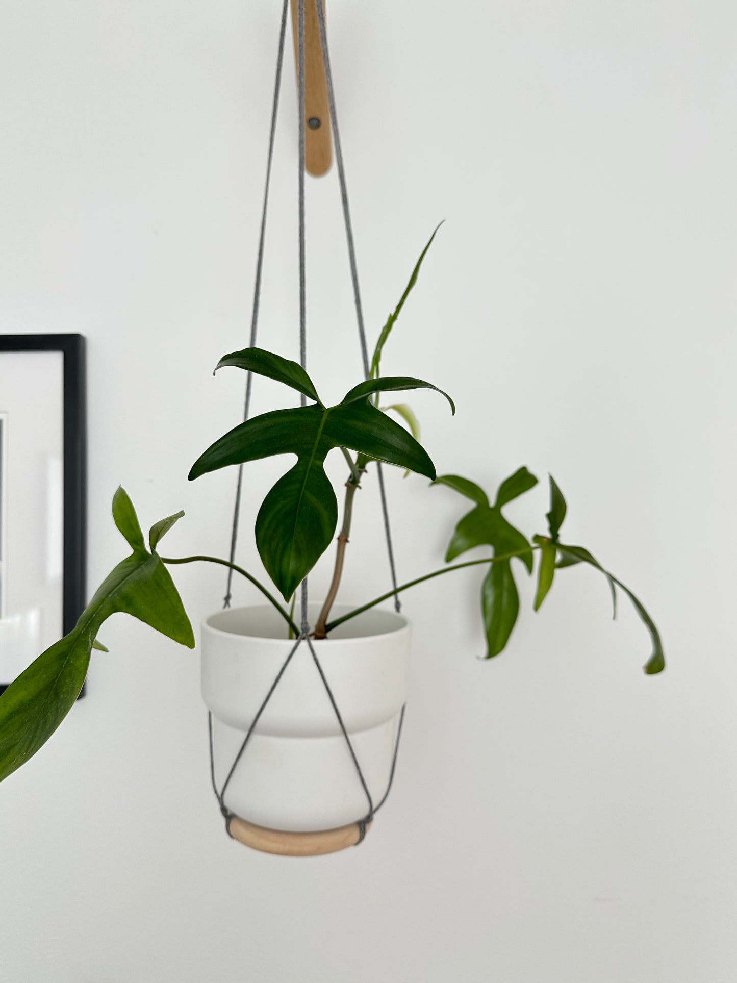 Philodendron ‘Glad Hands’
