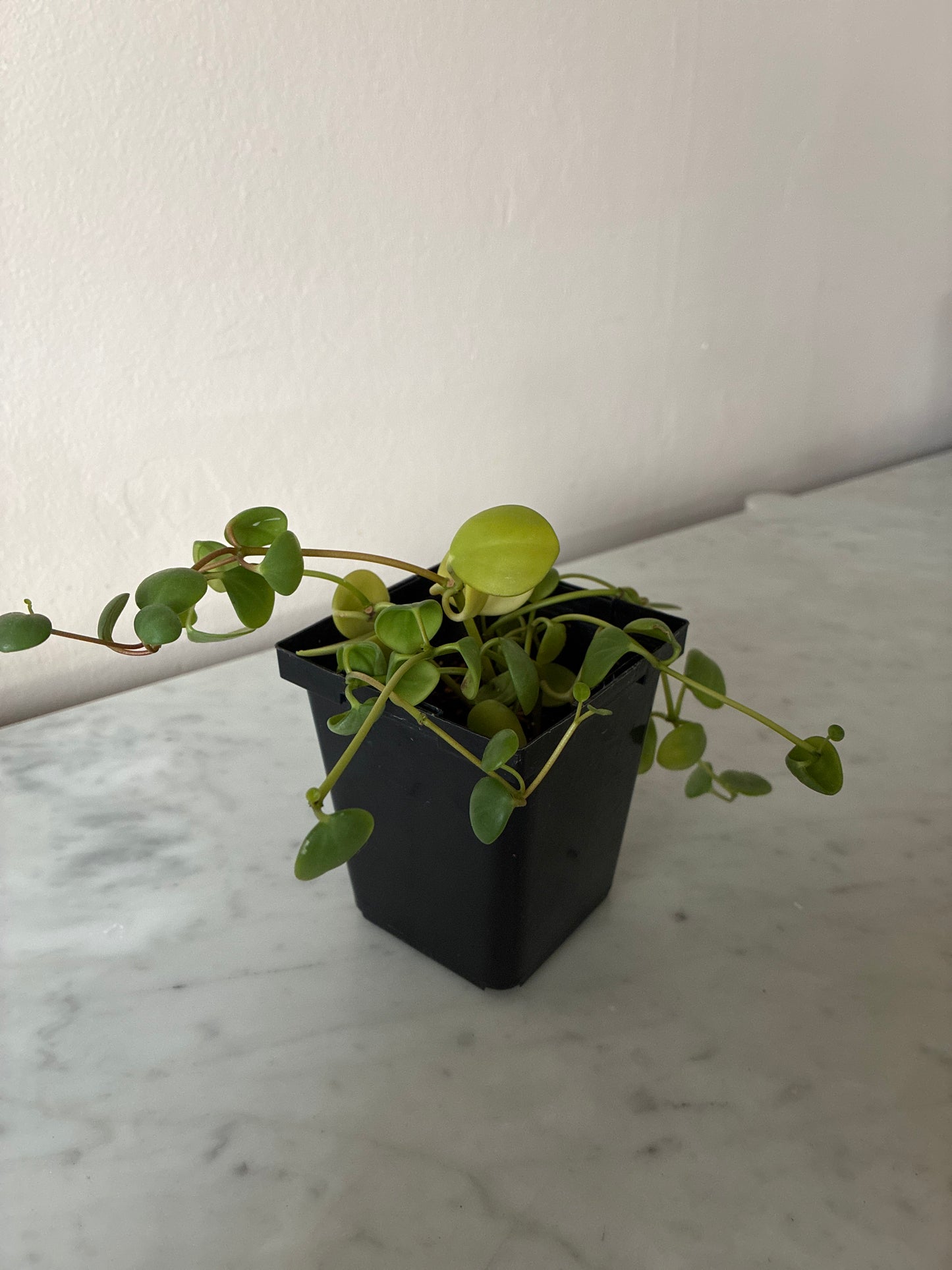 Peperomia Hope
