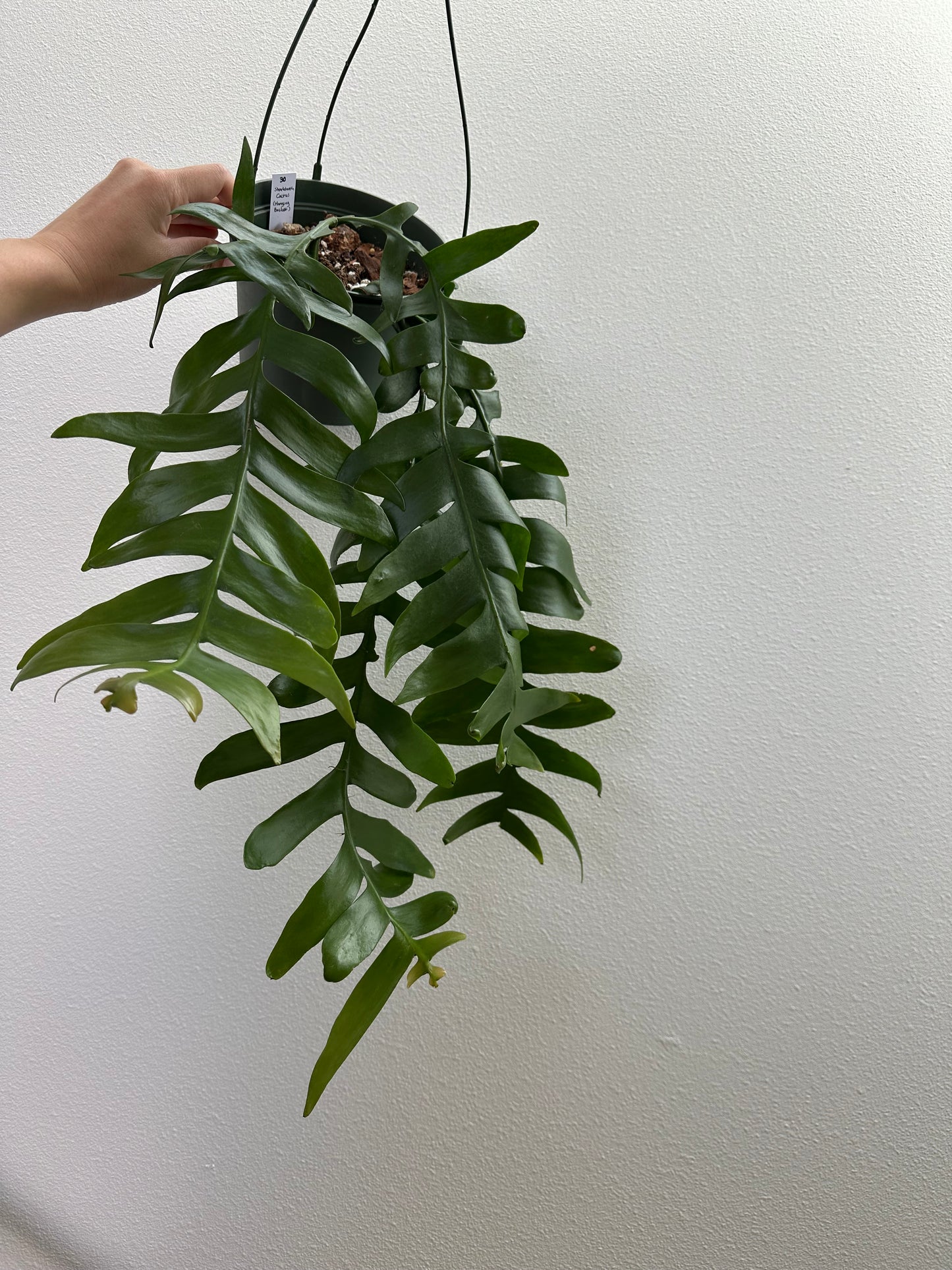 Shark Tooth Cactus (Selenicereus Chrysocardium) - 6” Hanging Basket